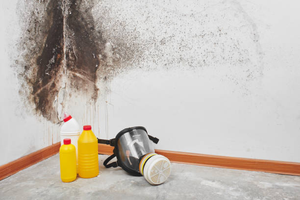 Best Crawl Space Mold Remediation in New Sarpy, LA