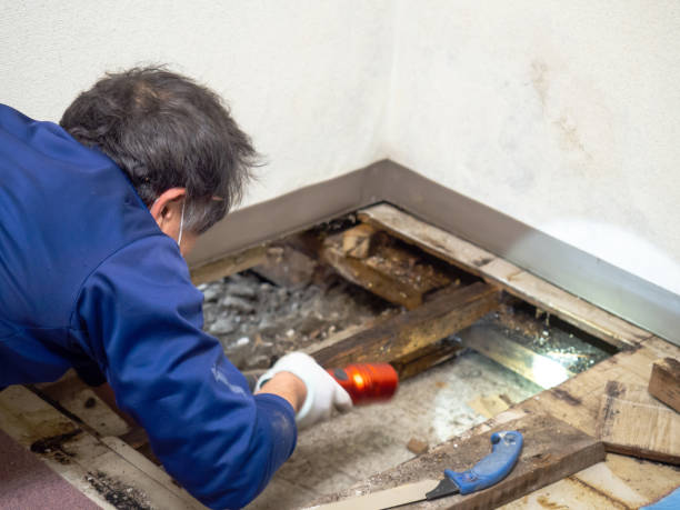 Best HVAC Mold Remediation in New Sarpy, LA