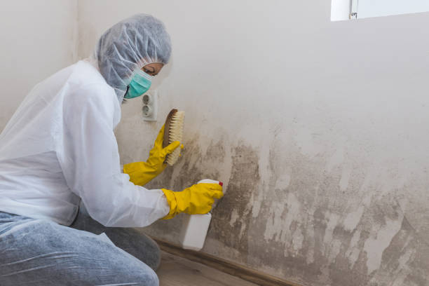 Best Post-Flood Mold Remediation in New Sarpy, LA
