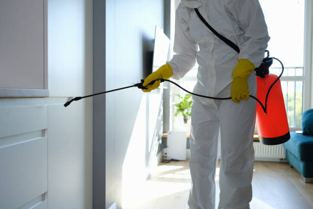 Best Post-Flood Mold Remediation in New Sarpy, LA