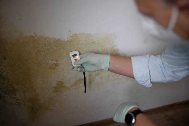 Best Kitchen Mold Remediation in New Sarpy, LA