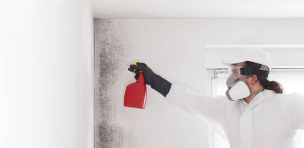 Best Health and Safety Mold Remediation in New Sarpy, LA