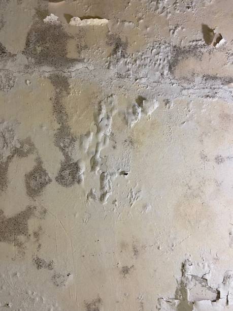 Best Commercial Mold Remediation in New Sarpy, LA