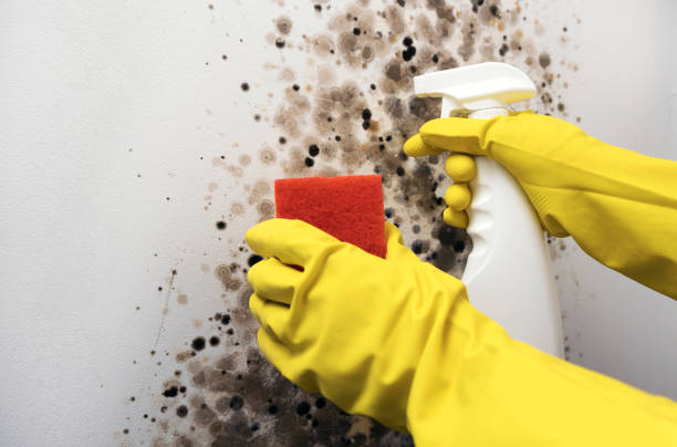 Best Industrial Mold Remediation in New Sarpy, LA