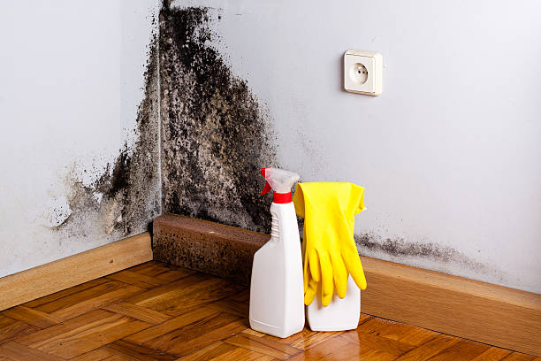 Best Attic Mold Remediation in New Sarpy, LA