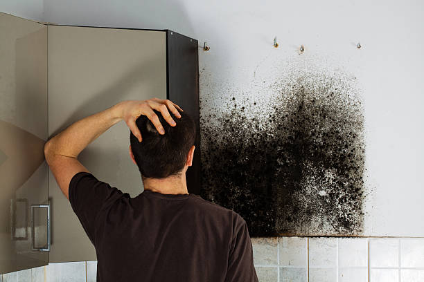 Best Residential Mold Remediation in New Sarpy, LA