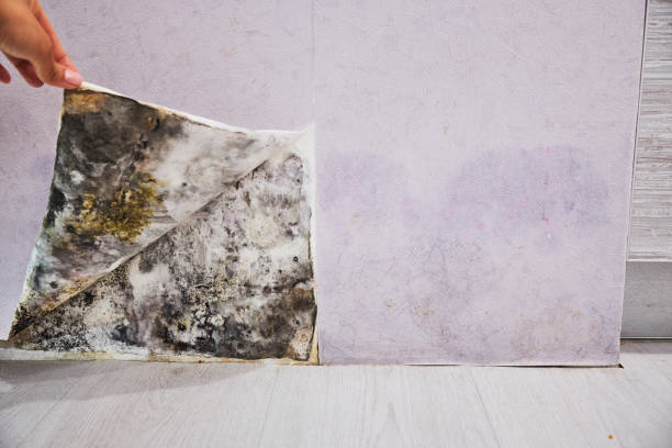 Best Emergency Mold Remediation in New Sarpy, LA